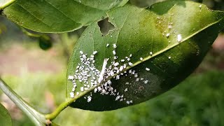 🐞 🍋 Cómo controlar la COCHINILLA en los CÍTRICOS  Huerta Urbana 🐞🍋 [upl. by Reddy116]