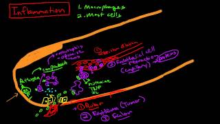 Physiology of Inflammation [upl. by Gildea837]