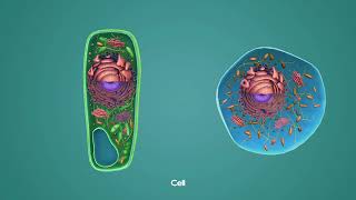 Animal And Plant Cells Cellular Organelles [upl. by Ragen]