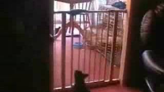 cat jumps over fence [upl. by Mani]