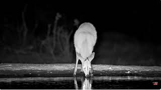 Handsome Duiker Stop For A Quick Drink 10 30 2024 [upl. by Zantos]