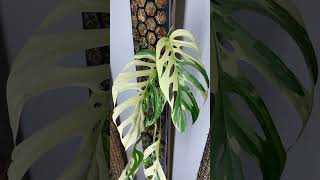 Monstera adansonii laniata variegated monstera monsteramonday plants variegatedplants tropical [upl. by Fredenburg206]