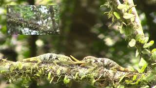 Anolis proboscis second confrontation [upl. by Demetrius]