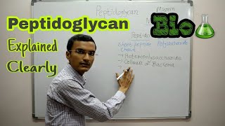 Peptidoglycan  Peptidoglycan structure  Biochemistry [upl. by Ahsienot]