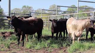 Considerations for Breeding Replacement Beef Heifers with Dr Ashley Edwards [upl. by Linden65]