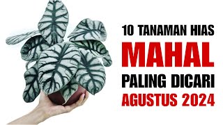 10 Tanaman MAHAL Paling Dicari di Bulan AGUSTUS 2024 [upl. by Niobe912]