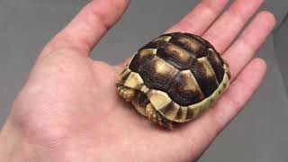 Marginated tortoise for sale from Tortoise Town [upl. by Arrait]