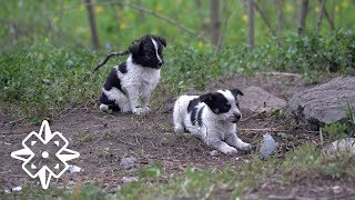 The Puppies of Chernobyl [upl. by Klaus782]