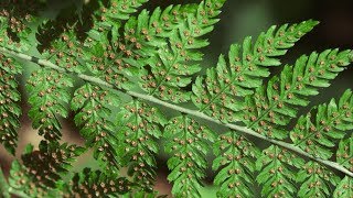 spiny wood fern  Dryopteris expansa Identification and characteristics [upl. by Xed]