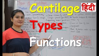 What is Cartilage in Hindi  Types  Functions  RajNEET Medical Education [upl. by Cath427]