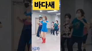 바다새 라인댄스 4 바다새 미스터팡 라인댄스 SeaBirds [upl. by Kirwin997]