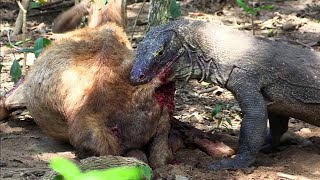 Komodo dragon eating goat alive [upl. by Azilanna413]