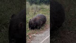 Wombats shyness wombat animals wildlife [upl. by Iliak]