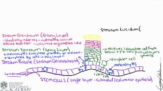 Integumentary System [upl. by Adnaw]