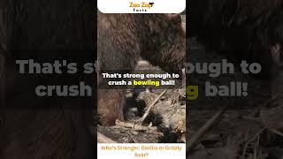 Who’s Stronger Gorilla or Grizzly Bear gorilla bear animals wildlife viralshorts strong [upl. by Bennink]