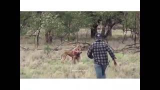 A man saves his dog from a kangaroo VOICE OVER [upl. by Isiahi]