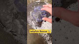 Eating Sea Foam amp Rescuing Jellyfish animals nature shorts [upl. by Faber]