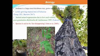 Pterocarpus marsupium Roxb Kino tree in Nepal Population distribution use and conservation [upl. by Keithley]