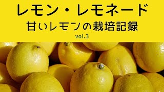 レモンの苗木に動きがありました！「レモン・レモネード」栽培記録 vol3 [upl. by Audun618]