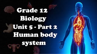 Grade 12 Biology UNIT 5 Part 2 Nervous Impulse and Transmission  Mr EBISA GELETA [upl. by Ezana]