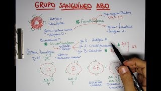 Grupo Sanguíneo ABO O A B y AB  Transfusiones [upl. by Shirline]