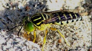 Avispa Arenera Stictia signata Sand Wasp [upl. by Angus506]