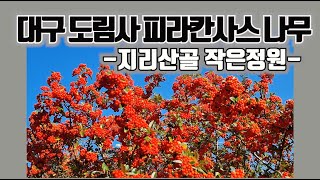 대구 도림사 피라칸사스 나무  지리산골 작은정원 [upl. by Jean158]