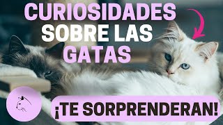 CURIOSIDADES Sobre Las GATAS HEMBRAS [upl. by Neill]