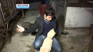 애완견이 보신탕으로개농장 충격 현장121019채널 A NEWS [upl. by Edbert520]