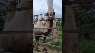 Camel up close zoo camel animalshorts [upl. by Aleras]