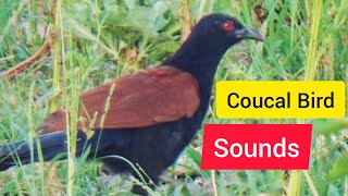 Greater Coucal Bird Sound  Bird ki awaz  Coucal bird call [upl. by Nylrac716]