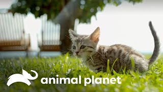 ¿Cómo los gatos caen siempre sobre sus patas  Los Secretos del Mundo Animal  Animal Planet [upl. by Wenonah]