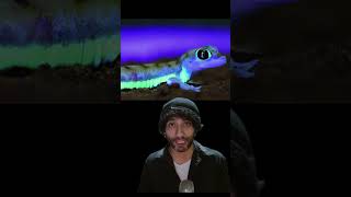 5 animales que no sabías que brillan Maravillas luminosas del reino de la bioluminiscencia shorts [upl. by Yendirb]