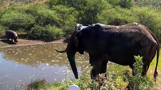 NO not sharing Bull Elephant and a Hippo at KWA [upl. by Yarahs]