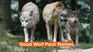 Wolf Pack Names To Inspire You 2 [upl. by Joelie542]