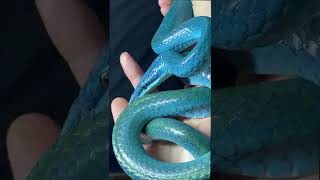 IS THIS THE MOST BEAUTIFUL BLUE SNAKE IN THE WORLD Rhinoceros Rat Snake Gonyosoma boulengeri [upl. by Nager659]