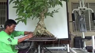 Bonsai Tutorials for Beginners Planting a Large Ficus on a Flat Tray [upl. by Madelle]