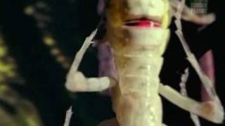 Praying Mantis Documentary Part 1 [upl. by Chantalle]