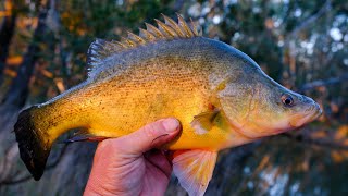 Yellowbelly Fishing In Winter Wearing Hollys Jumper [upl. by Ahsienek]