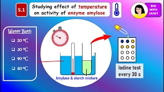 SPM BIOLOGY FORM 4 C5 ENZYME EXPERIMENT To study effect of temperature on amylase activity PAPER 3 [upl. by Etnuahs]