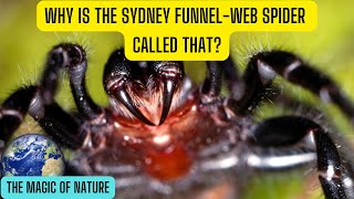 Why Is the Sydney Funnel Web Spider Called That [upl. by Anwaf]