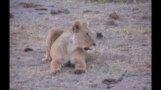 Amboseli National Park alle falde del Kilimangiaroparaponziponzipo [upl. by Poulter]