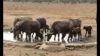 Lake Nakuru Safari Drive  Kenya [upl. by Anoiuq]