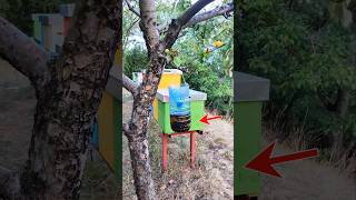 Cele mai bune CAPCANE pentru VIESPI 🐝 capcana viespi wasp trap [upl. by Nylinnej]