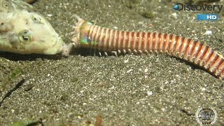 Feeding the bobbit worm [upl. by Reo]