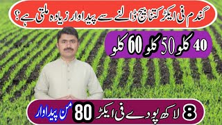 How much seed is required for good wheat production  Agahi main baqah [upl. by Anelem830]