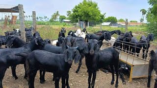 Osmanabathi Super Quality Goats Male Kids Available 12 to 20KG Order please call me 6383919869 [upl. by Nemraciram]