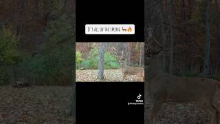 Mock Scrape Season 💥🙌 deerhunting mockscrape whitetails deerseason whitetailhunt bowhunting [upl. by Leizahaj640]