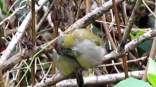 Redbrowed finch or Firetail [upl. by Esiuol]