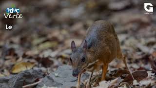 Le chevrotain aquatique [upl. by Trinl974]